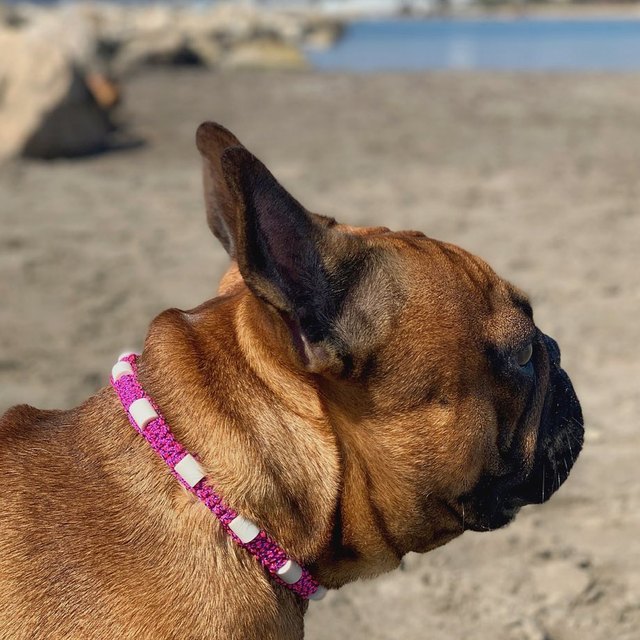 Bouledogue et son collier tressé fin