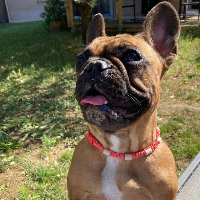 Bouledogue et son collier tressé fin