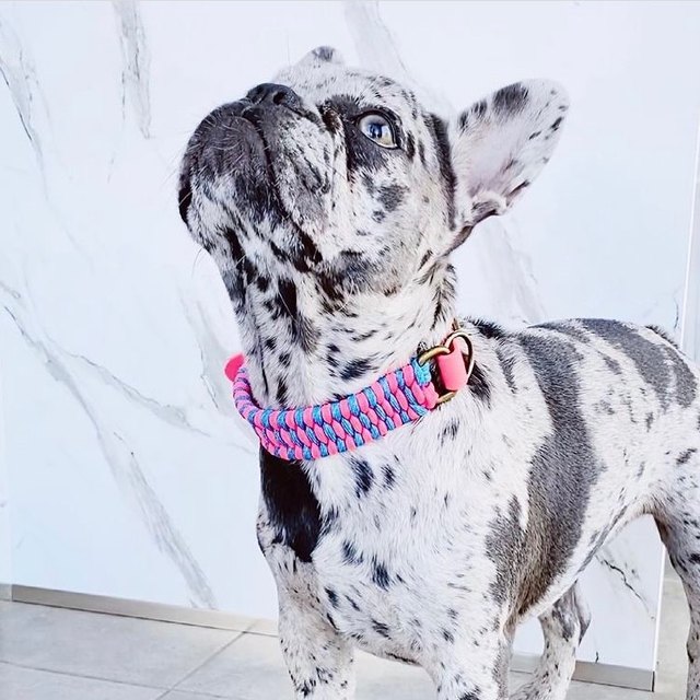 Bouledogue et son collier tressé