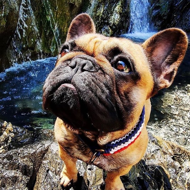 Bouledogue et son collier tressé