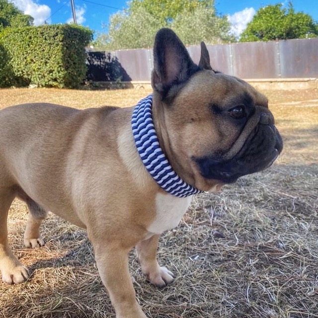 Bouledogue et son collier tressé