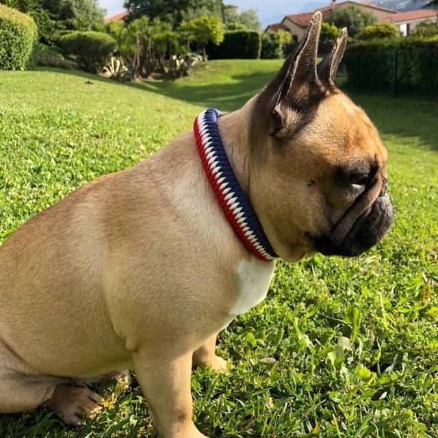 Bouledogue et son collier tressé