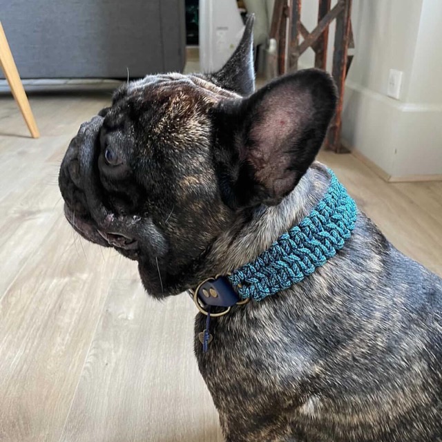 Bouledogue et son collier tressé