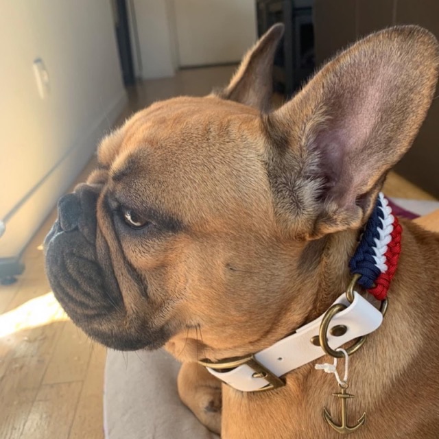 Bouledogue et son collier tressé
