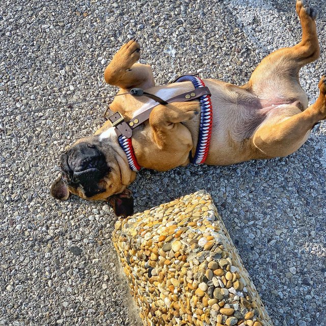 Bouledogue dans son harnais H tressé