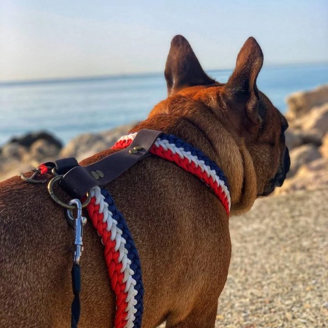 Bouledogue dans son harnais H tressé