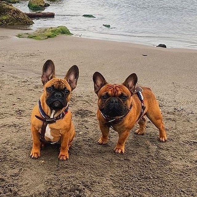 Bouledogue dans son harnais H tressé