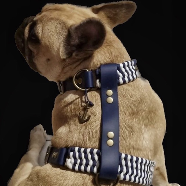 Bouledogue dans son harnais H tressé
