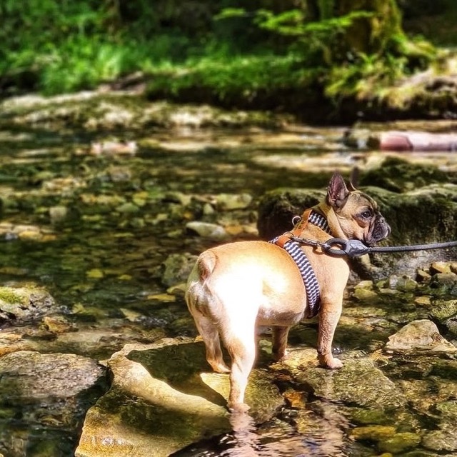 Bouledogue dans son harnais H tressé