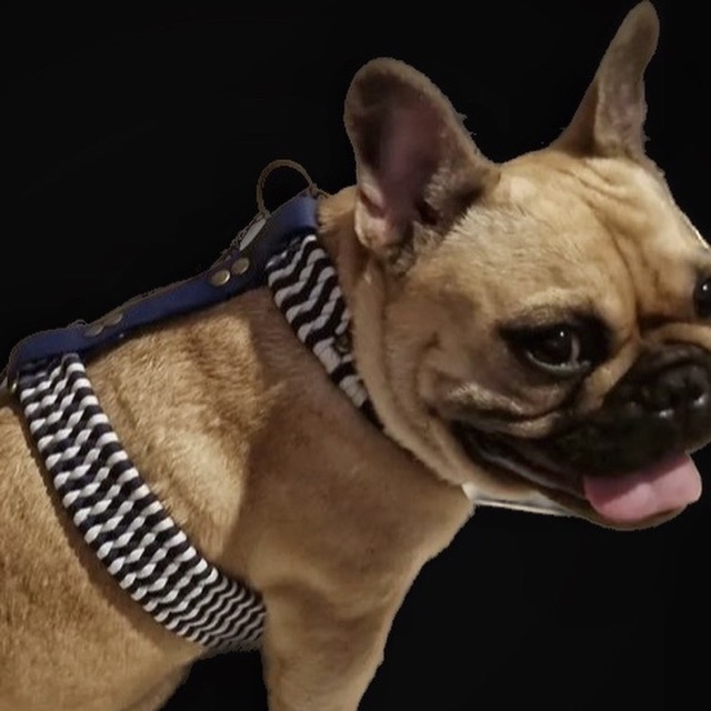 Bouledogue dans son harnais H tressé