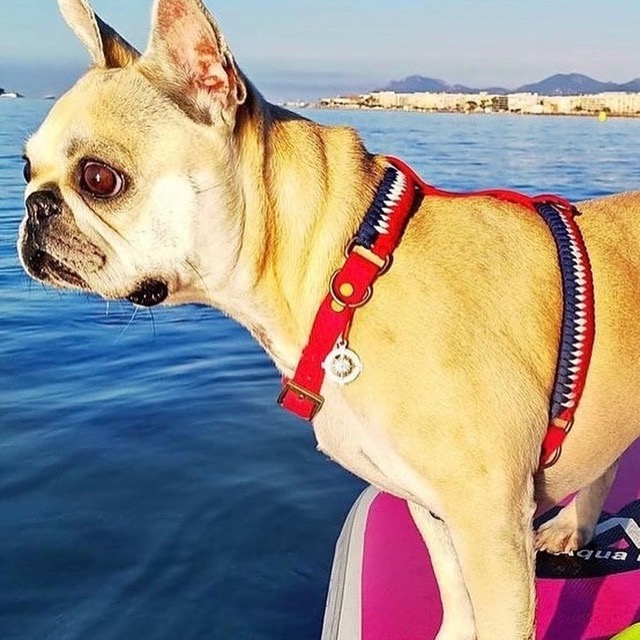 Bouledogue dans son harnais H tressé