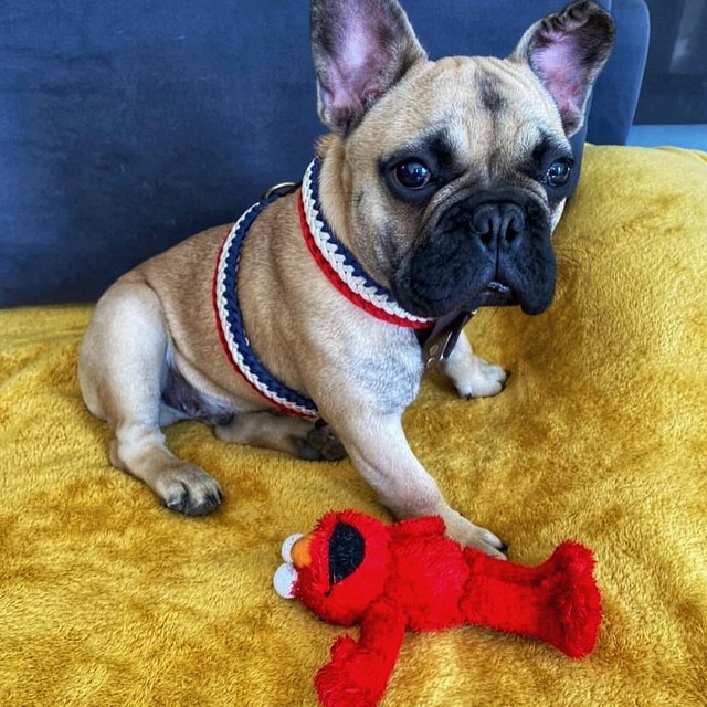 Bouledogue dans son harnais H tressé