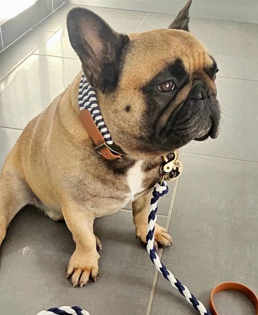 Simba, bouledogue fauve assis, en collier et laisse assortis tissage marinière bleu marine et blanc, sa médaille à l'anneau