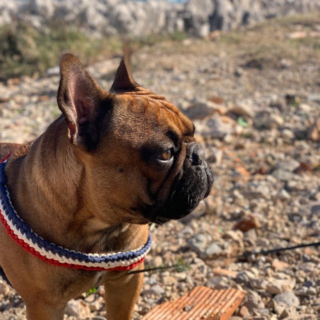 Bouledogue dans son harnais T tressé