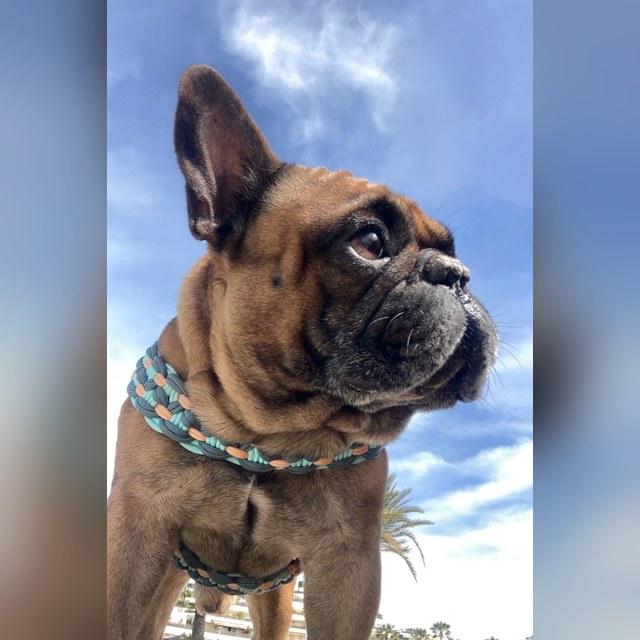 Bouledogue dans son harnais T tressé