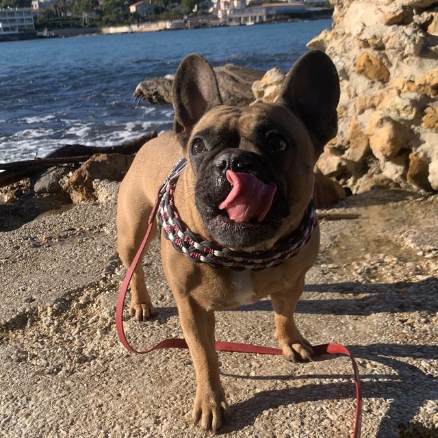 Bouledogue dans son harnais T tressé