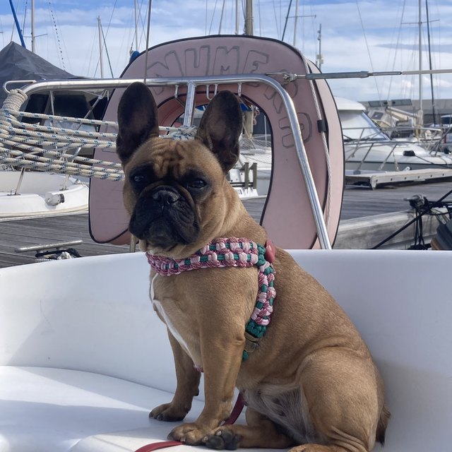 Bouledogue dans son harnais T tressé