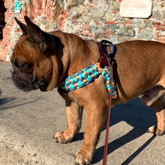 Bouledogue dans son harnais T tressé