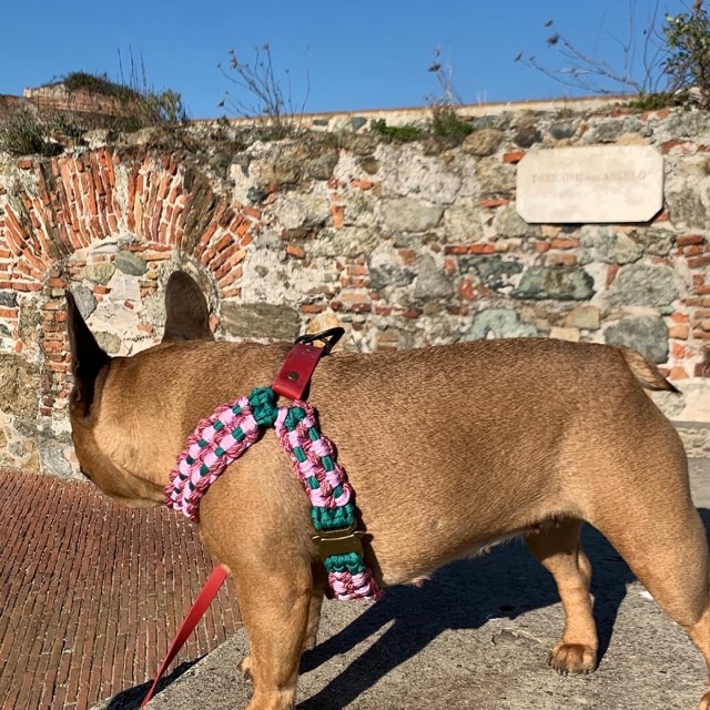 Bouledogue dans son harnais T tressé