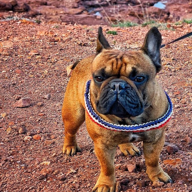 Bouledogue dans son harnais T tressé