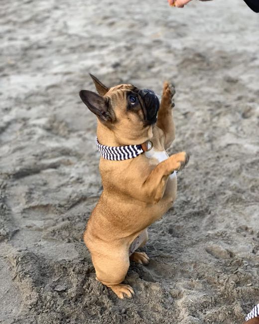 Bouledogue fauve assis sur le sable, une patte levée, en collier marinière bleu marine et blanc