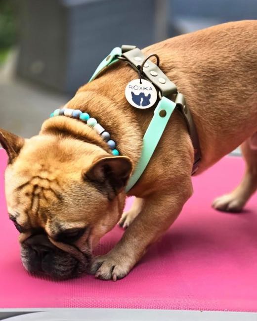 Bouledogue fauve allongé sur un tapis rose, en collier vert d'eau à perles de céramique, sa médaille à l'anneau