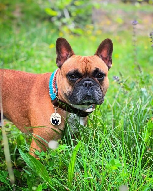 Bouledogue fauve dans les hautes herbes, en collier turquoise et sa médaille