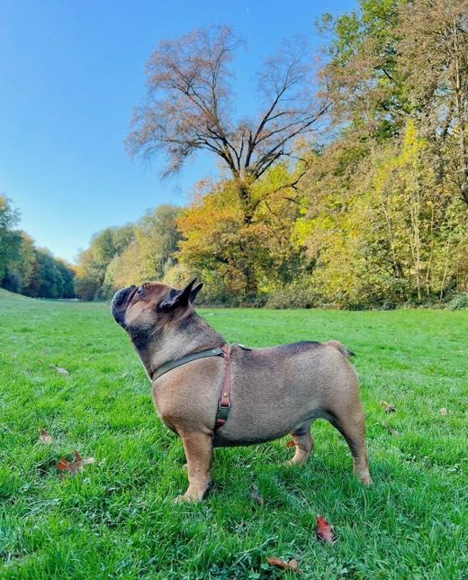 Bouledogue bringé de profil dans un pré d'automne, en harnais Y tout en cuir vegan brun