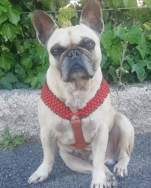 Bouledogue crème assis, en harnais Y tressé rouge
