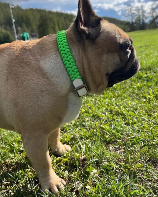 Bouledogue fauve de profil dans l'herbe, en collier tressé vert