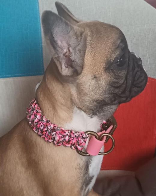 Bouledogue fauve à l'intérieur, en collier tressé rose et blanc et son anneau