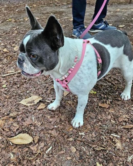 Bouledogue caille noir et blanc en balade, harnais et laisse rose assortis