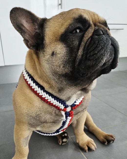 Bouledogue fauve assis, en collier tressé bleu, blanc et rouge