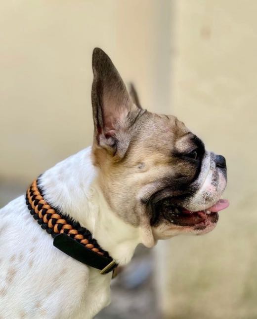 Bouledogue caille, en collier tressé noir et orange