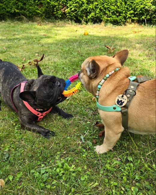 Deux bouledogues jouant dans l'herbe avec une balle tressée multicolore, l'un en harnais corail, l'autre en harnais cuir vegan kaki et collier turquoise à perles