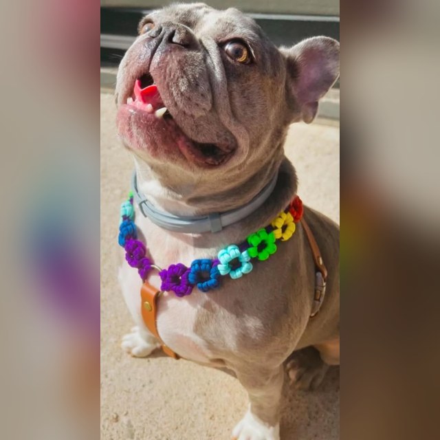 Bouledogue dans son harnais 2-en-1