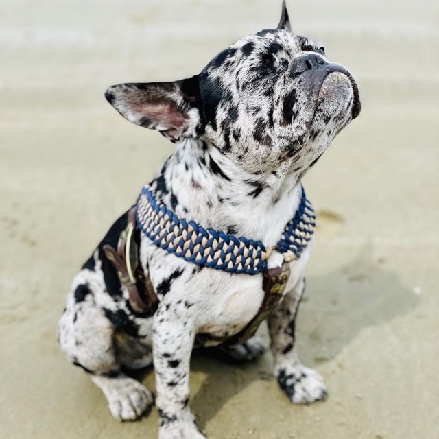 Bouledogue dans son harnais 2-en-1
