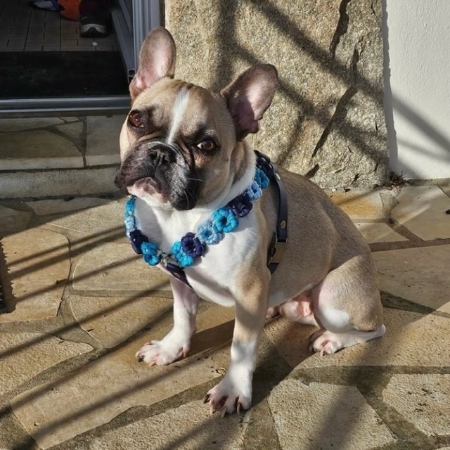 Bouledogue dans son harnais 2-en-1