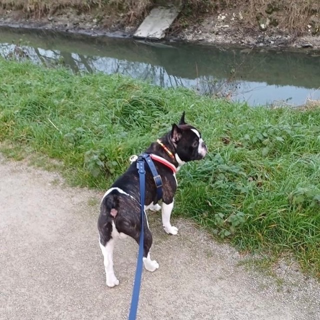 Bouledogue dans son harnais 2-en-1
