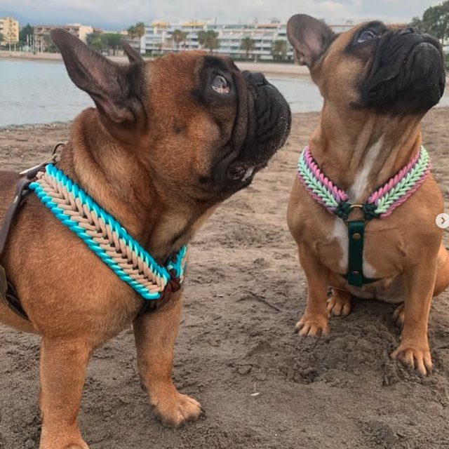 Bouledogue dans son harnais 2-en-1