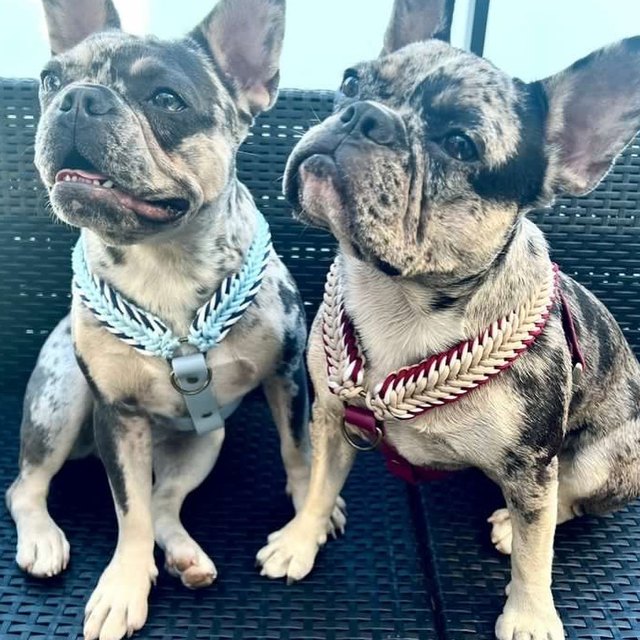 Deux bouledogues côte à côte dans leurs harnais tressés