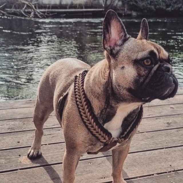 Bouledogue dans son harnais 2-en-1