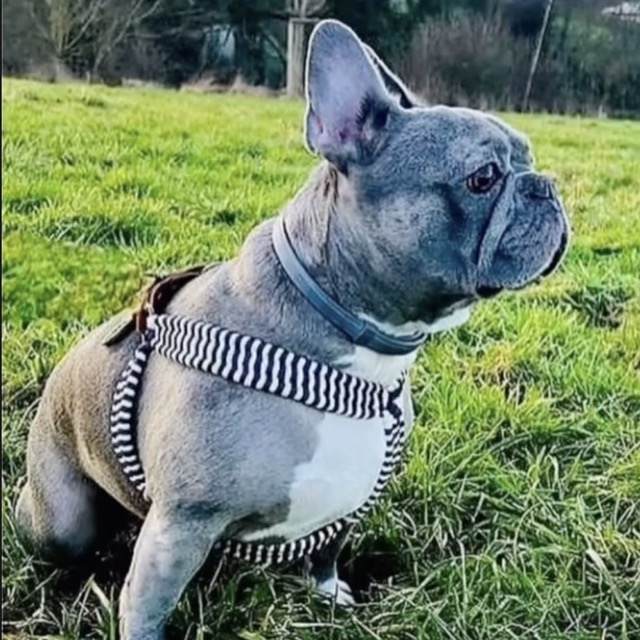 Bouledogue dans son baudrier tressé