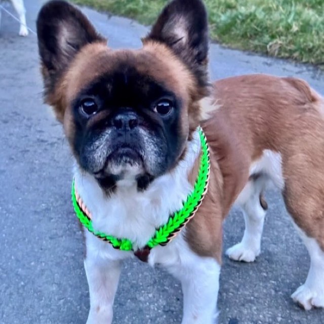 Bouledogue dans son baudrier tressé vert fluo