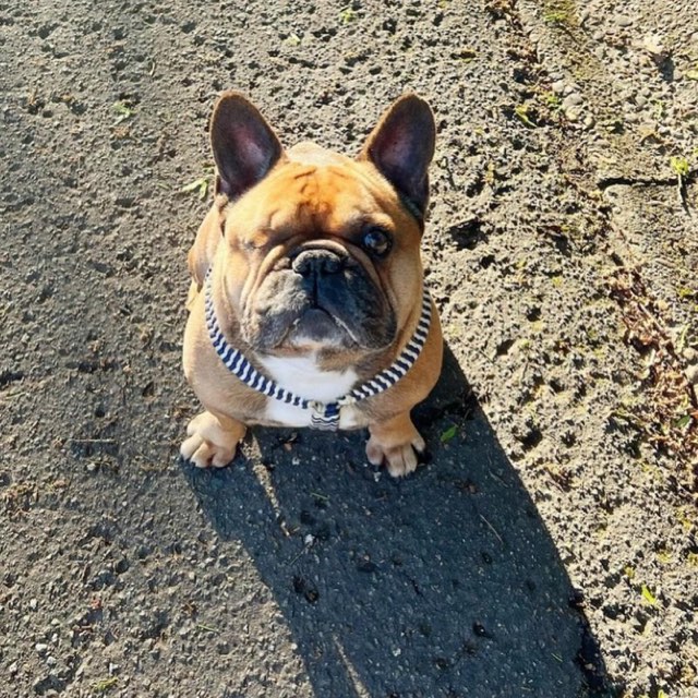 Bouledogue dans son baudrier tressé