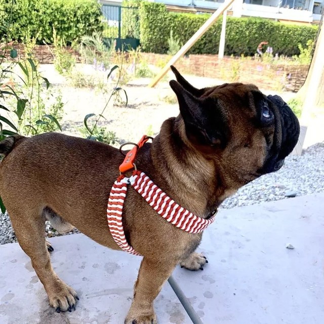 Bouledogue dans son baudrier tressé