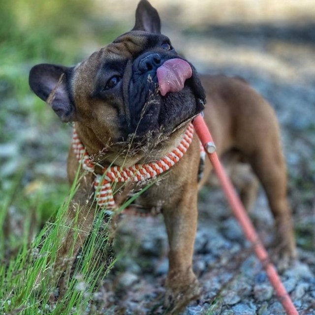 Bouledogue dans son baudrier tressé