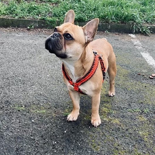 Bouledogue dans son baudrier tressé