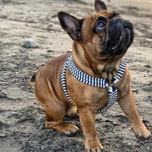 Bouledogue dans son baudrier tressé