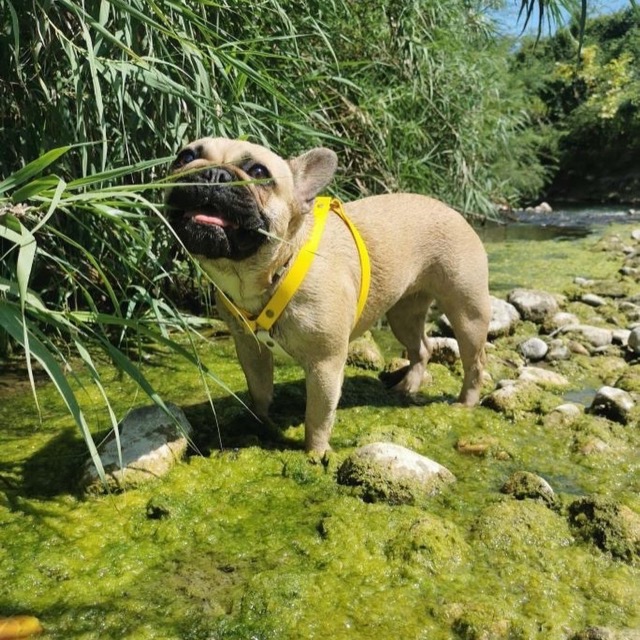 Bouledogue dans son harnais en cuir vegan